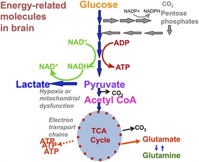 Assessing Metabolism and Injury in Acute Human Traumatic Brain Injury with Magnetic Resonance Spectroscopy: Current and Future Applications